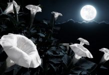 By The Light of The Moon © Ricardo Reitmeyer:shutterstock.com