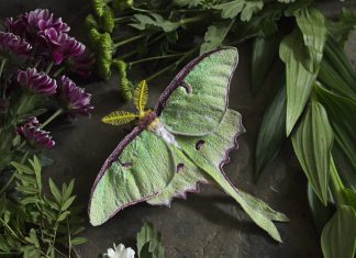 Emily Yeadon, Enchanted Living Magazine, Interview, Moth, Felt,