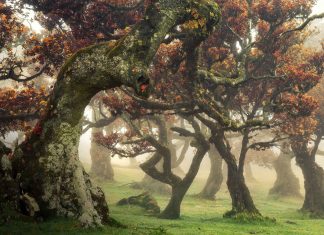 Martin Podt Forest