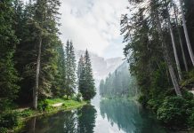 Honoring the Forest: A Guided Meditation Photo by Luca Bravo on Unsplash