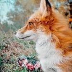 Juniper Fox