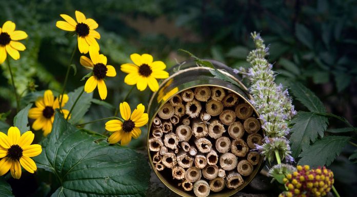 Make a Bee Hotel by Jennifer Muck-Dietrich Enchanted Living Magazine
