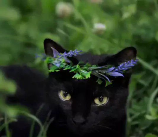 Nova Magistirium Suspiria Lacrimosa @novathemagicalcat