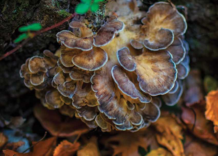 Discover the fabulous fall fungi, Hen of the Woods, also known as maitake or Grifola frondosa. This rosette-shaped mushroom is not only a forager's delight but also a versatile culinary and medicinal powerhouse. Learn where to find it, how to prepare it, and unlock its potential health benefits. Whether you forage or purchase it, Hen of the Woods will elevate your autumn culinary adventures.