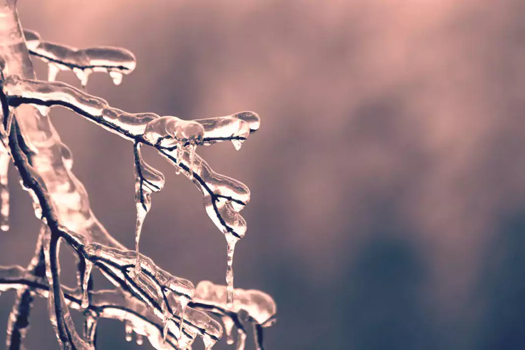 Icy winter branched by Dan Hamill on Pexels