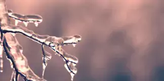 Icy winter branched by Dan Hamill on Pexels