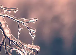 Icy winter branched by Dan Hamill on Pexels