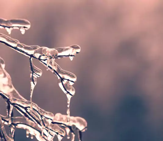 Icy winter branched by Dan Hamill on Pexels