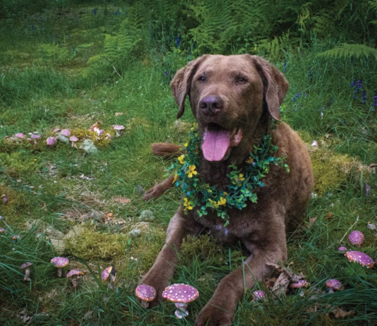 Photography by AlexandriWhile real amanitas can be deadly for dogs—like twelve-year-old Chesapeake Bay Retriever, aspiring top model, and good boy Si here—rest assured that Si is surrounded only by hand-sculpted foam mushrooms found in fairyland ... and author Monica Crosson’s backyard.a Corne Photography by Alexandria Corne