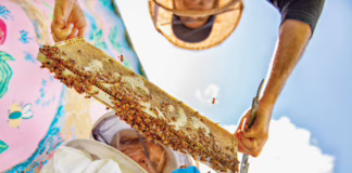Mark Berman of Anna Bee’s Honey holding a frame of bees for a child to inspect