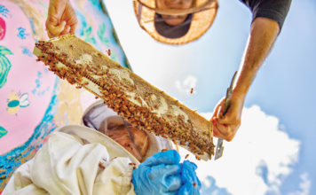 Mark Berman of Anna Bee’s Honey holding a frame of bees for a child to inspect