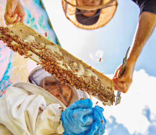 Mark Berman of Anna Bee’s Honey holding a frame of bees for a child to inspect